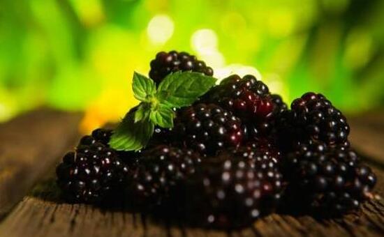 泡酒新鮮桑葚制作方法大全_泡酒新鮮桑葚制作方法竅門_新鮮桑葚泡酒制作方法