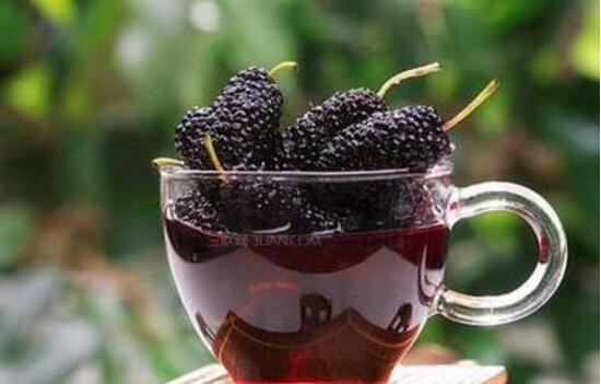 泡酒新鮮桑葚制作方法大全_泡酒新鮮桑葚制作方法竅門_新鮮桑葚泡酒制作方法