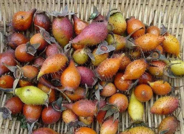 金櫻子如何泡酒最好，金櫻子泡酒的3大功效