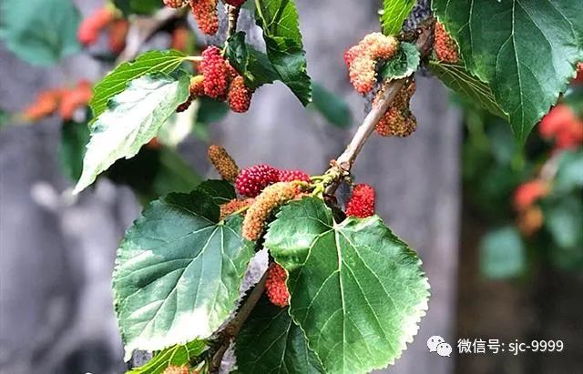 桑葚熟了，泡酒正當時，滋補又好喝，配方和