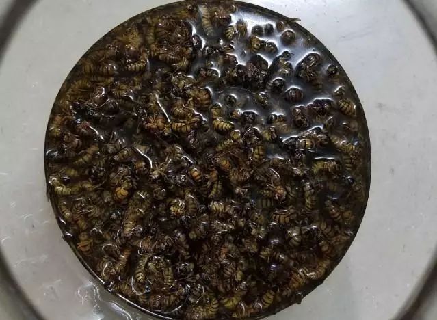 虎頭蜂泡白酒_虎頭蜂泡酒是喝還是擦_虎頭蜂泡酒有什么功效