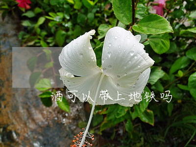 地鐵上可以帶酒嗎_地鐵酒可以帶嗎_地鐵酒能帶嗎