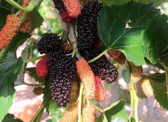 夏季做這個酒，泡酒食材一年才有一次，搭配